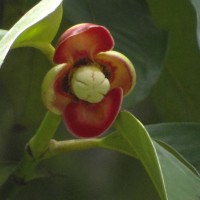 Garcinia mangostana L.